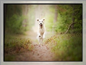 Biegnący, Golden retriever, Las, Pies