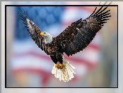 Skrzydła, Rozpostarte, Ptak, Bielik amerykański, Lot