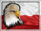 Bielik amerykański, Barwy Narodowe, Polska