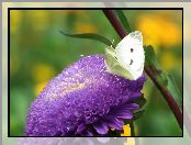Bielinek, Aster, Motyl, Kwiat