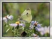 bielinek, Biały, Motyl, Owad