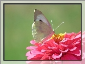 Bielinek, Cynia, Motyl, Kwiat