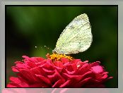 Bielinek, Cynia, Motyl, Kwiat