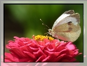 Bielinek, Cynia, Motyl, Kwiat