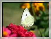 Bielinek, Cynia, Motyl, Kwiat