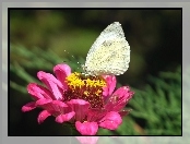 Bielinek, Cynia, Motyl, Kwiat