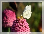 Bielinek, Cynia, Motyl, Kwiat