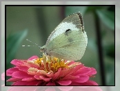 Bielinek, Cynia, Motyl, Kwiat
