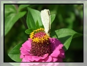 Bielinek, Cynia, Motyl, Kwiat