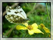 Bielinek Rukiewnik, Kwiatek, Motyl, Żółty