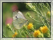 Bielinek, Owad, Motyl, Biały