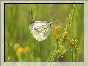 Bielinek, Owad, Motyl, Biały
