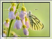 Kwiaty, Zbliżenie, Motyl, Bielinek bytomkowiec, Gałązka, Liliowe