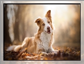 Biszkoptowo-biały, Pies, Border collie