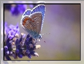 Kwiat, Błękitny, Motyl