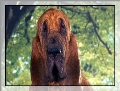 Drzewo, Bloodhound, Zieleń