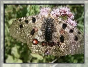 Błyszczące, Kwiat, Motyl, Skrzydła