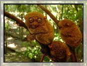 Bohol Tarsier, Małe, Małpki