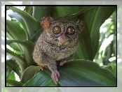 Bohol Tarsier, Oczy, Małpka, Duże