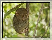 Bohol Tarsier