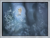Bokeh, Modraszek ikar, Trawa, Źdźbło, Motyl
