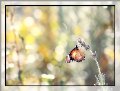 Bokeh, Tło, Lawenda, Motyl monarcha, Rozmyte