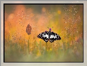 Bokeh, Liść, Papilio demodocus, Motyl, Trawa