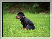 Bokeh, Trawa, Rottweiler, Szczeniak, Łąka