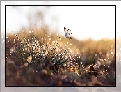 Bokeh, Motyl, Krople, Trawa, Graficzny
