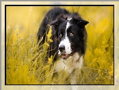 Border collie, Łąka, Pies