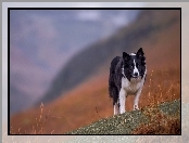 Łąka, Border collie