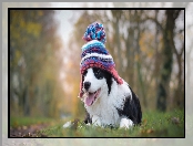 Border collie, Czapeczka, Łąka, Szczeniak