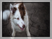 Border collie, Mordka, Pies, Biało-brązowy