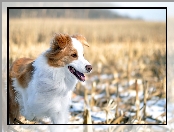 Border collie, Pies, Biało-brązowy