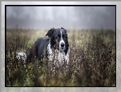 Border collie, Rośliny, Pies, Biało-czarny