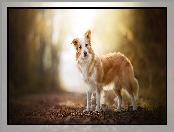 Border collie, Pies, Biszkoptowo-biały