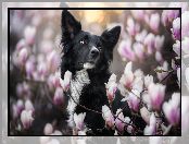 Pies, Border collie, Magnolia, Kwiaty