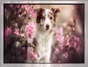 Pies, Border collie, Kwiaty, Różowe