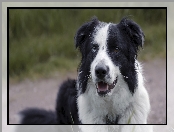 Border collie, Mordka, Pies, Czarno-biały