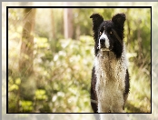Border collie, Pies, Czarno-biały