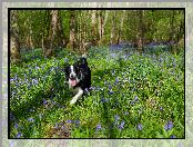 Border collie, Pies, Niebieskie, Drzewa, Kwiaty