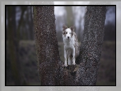 Border collie, Drzewo, Pies