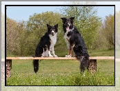 Border collie, Dwa, Psy