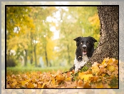 Border Collie, Jesień, Drzewo