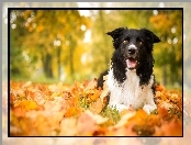 Border Collie, Jesień, Pies