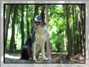 Bokeh, Border collie, Siedzący, Las, Drzewa, Pies, Kłoda