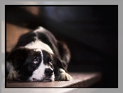Leżący, Border collie