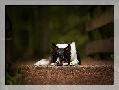 Border collie, Leżący, Pies