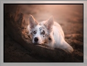 Leżący, Border collie