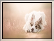 Border collie, Tło, Leżący, Rozmyte